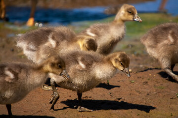 A family of goslings on the banks of the River Orwell near Ipswich, Suffolk, UK