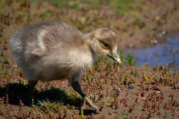 A family of goslings on the banks of the River Orwell near Ipswich, Suffolk, UK