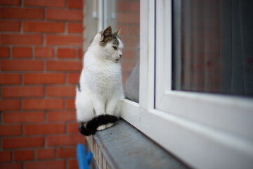 Curious white cat sitting on the windowsill and pry into window