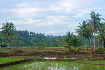 Fototapeta na wymiar The natural beauty of rice fields in the morning with coconut trees and an old hut in Bengkulu Utara, Indonesia