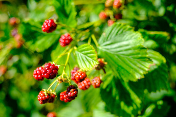 Ripe raspberry on green branch in forest