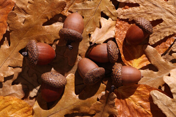 Acorn and oak leaves close-up in afternoon sunlight. Gold autumn at warm sunset.