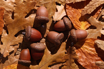 Acorn and oak leaves close-up in afternoon sunlight. Gold autumn at warm sunset.