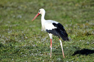Für den Weißstorch ist die frisch gemähte Wiese ein (Futter)paradies