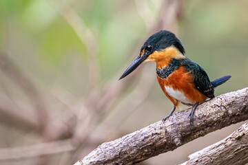 American pygmy kingfisher perching on a branch