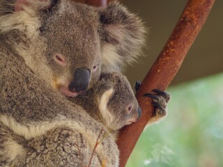 Kind-Hearted Affectionate Loving Female Koala Tenderly Embracing Her Young Baby.