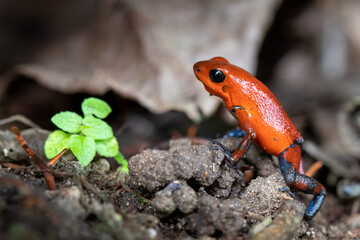 Typical Costa Rica Blue Jeans dart frog