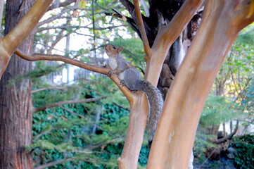 Squirrelly