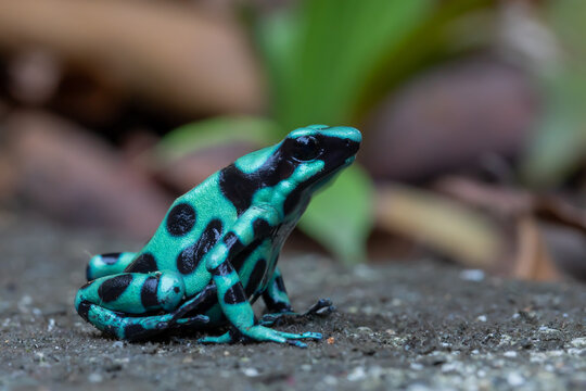 Close-up image of a black-and-green poison dart frog