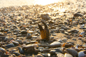 crab on the sea beach