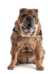 Obraz premium Old Shar-Pei (12 years old) isolated