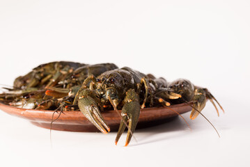 Crayfish live on a dish isolated on a white background. Fresh seafood snack.