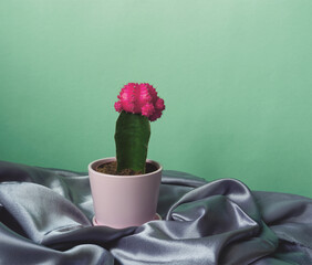 Bright pink cactus flower in soft pink pot on silk draped fabric on mint background. Houseplants as...
