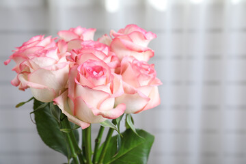Beautiful pink roses in room, closeup. Space for text