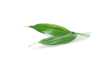 Fototapeta premium Fresh green ginger leaves isolated on white