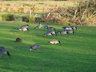 Biotop in Beeden im Saarlandes