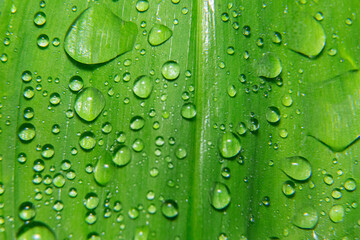 macro green plant leaf with water drops, natural
