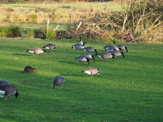 Biotop in Beeden im Saarlandes