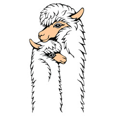 Hand-drawn mother and baby lama. Linear drawing vector  isolated on white. Cute illustration for your design. © Viktoria