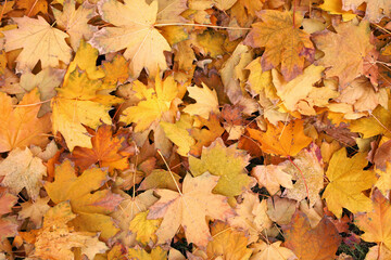 Naklejka na ściany i meble Ground covered with autumn maple leaves, flat lay