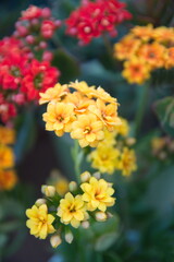 Blossom of yellow and red Kalanchoe, Kalanchoe blossfeldiana, ornamental evergreen plant