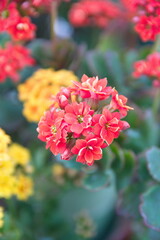 Blossom of yellow and red Kalanchoe, Kalanchoe blossfeldiana, ornamental evergreen plant