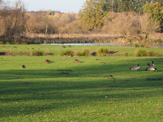 Biotop in Beeden im Saarlandes