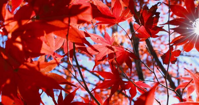 Beautiful red and green autumn leaves with sun shining