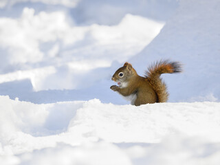 American Red Squirrel Sitting on Snow in Winter