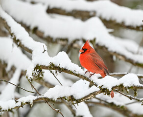 Male Northern Cardinal Perched on Pine Tree Covered in Snow in Winter