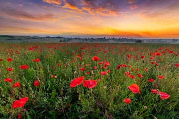 Beautiful sunrise over red poppies field