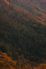 Obraz premium View over basque forest with autumn colors at Aiako Harriak natural park. 