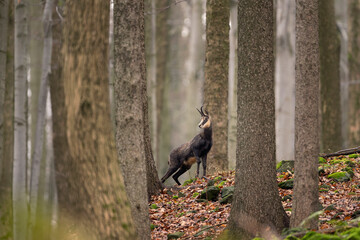 Chamois in the forest. Wildlife nature in Europe. Chamois check surrounding. 