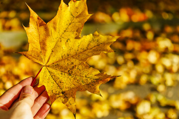 Woman is holding autumn yellow maple leaf