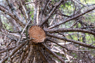 A large old and dead tree cut down with a chainsaw. The base of the tree is tan incolour and dry. The dead tree has grey branches with no leaves and has been harvested for timber as forest management.