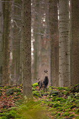 Chamois in the forest. Wildlife nature in Europe. Chamois check surrounding. 