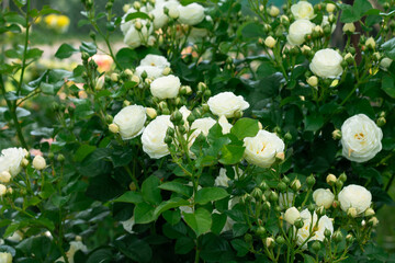 Champagne rose buds and flowers Artemis variety in greenery in the garden on a bush
