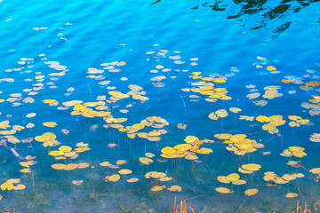 Clear blue surface of lake water with plants. Background, texture
