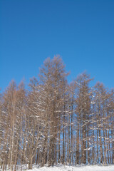 冬のカラマツ林と青空
