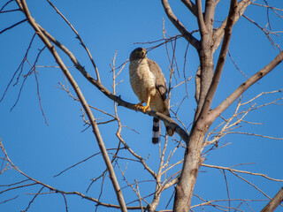 Brazilian Hawk Cock (Rupornis magnirostris)