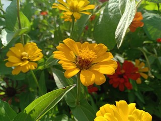 yellow Zinnia elegans flowers