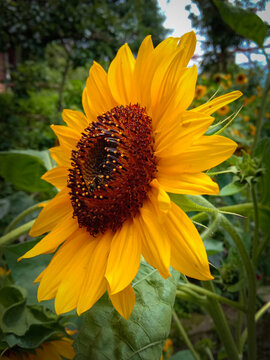 closeup picture of sunflower in a green garden