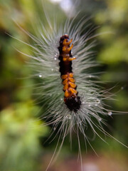 picture of white hair caterpillar hanging in air