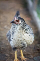 Heritage chickens on a small farm in the country, small scale poultry farming in Ontario, Canada.