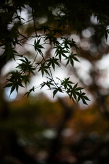 緑の紅葉