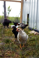 Obraz premium Heritage chickens on a small farm in the country, small scale poultry farming in Ontario, Canada.