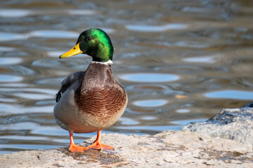 A male mallard duck with its rich glossy bottle green feathers and a white collar on its neck.  Its bill is yellowish-orange tipped with black. There's a hint of iridescent purple-blue feathers.