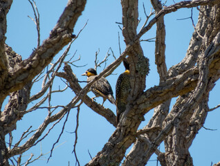 Fototapeta na wymiar woodpecker from the brazilian countryside (Colaptes campestris)