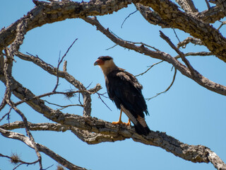 Brazilian hawk carcará (Caracara plancus)