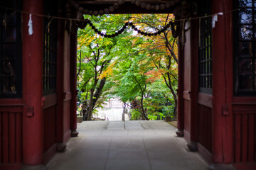 Fototapeta na wymiar 日本建築と紅葉
